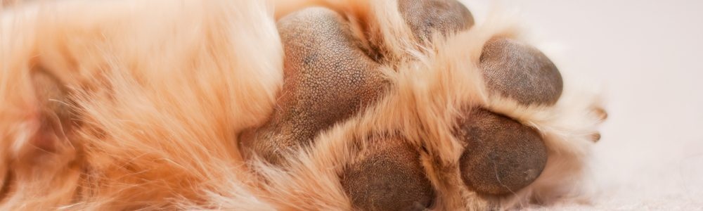 TheBestPaws photo